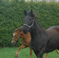 3_Horses running surrounded by green.jpg